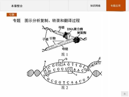 基因表达过程全图解（基因 表达）-图1