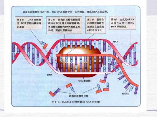 基因表达过程全图解（基因 表达）-图2