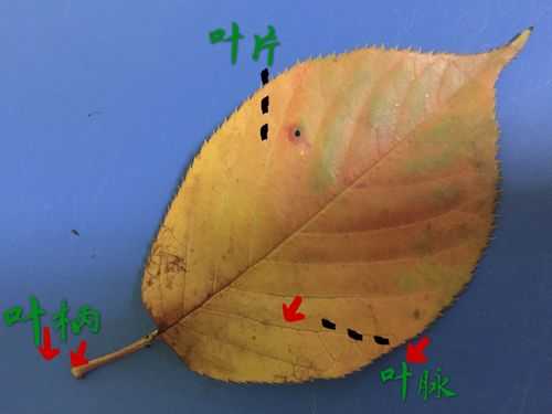 树叶产生氧气的过程（树叶怎么产生氧气）-图1