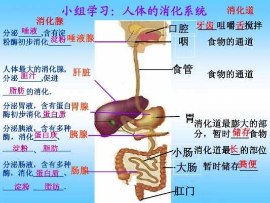 食物的吸收过程（食物的吸收过程主要在小肠内完成对吗）-图1