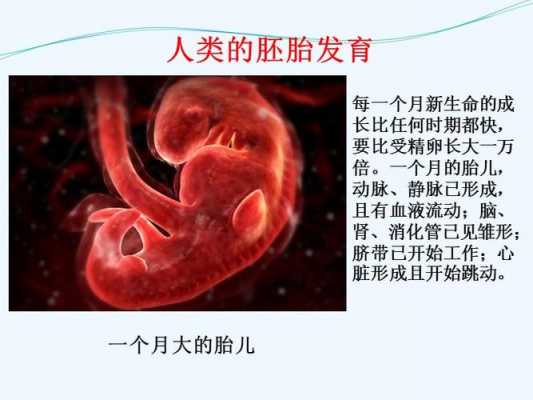 人类胚胎发育过程（人类胚胎发育过程图解人教版生物必修二）-图3
