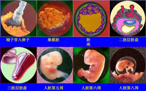 人类胚胎发育过程（人类胚胎发育过程图解人教版生物必修二）-图1