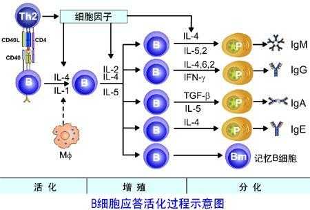 B细胞活化的过程（简述B细胞活化的过程）-图1