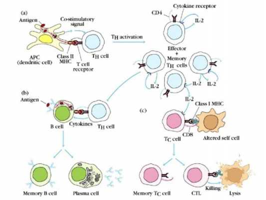 B细胞活化的过程（简述B细胞活化的过程）-图2