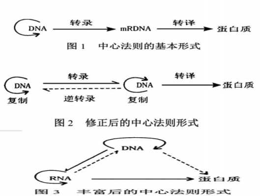酶的合成过程（酶的合成过程中一定会发生基因的转录吗）-图2