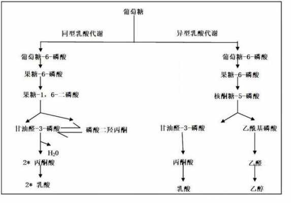 异型乳酸发酵过程（异型乳酸发酵是hmp还是pk）-图3