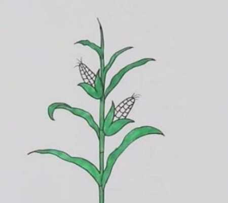 玉米生长过程图解（玉米生长过程图解简笔画图片）-图3