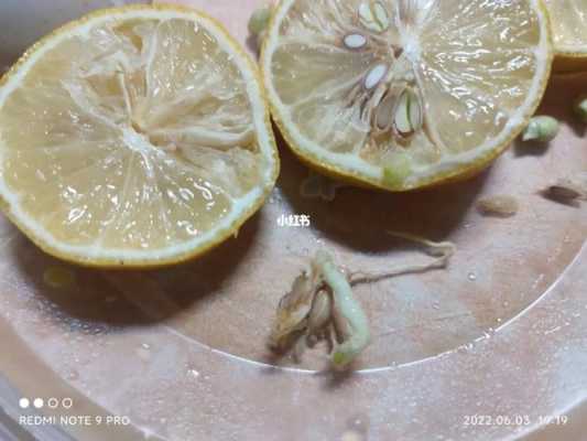 柠檬发芽的过程作文（柠檬发芽了有毒吗）-图3
