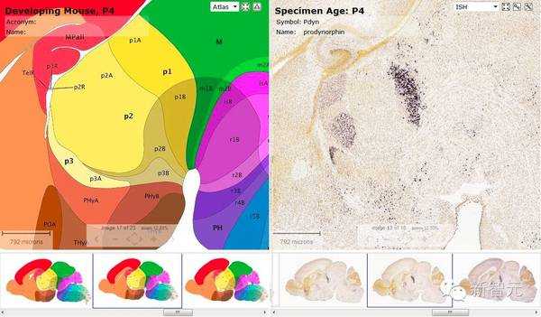 小鼠大脑的发育过程（小鼠大脑的发育过程图片）-图1