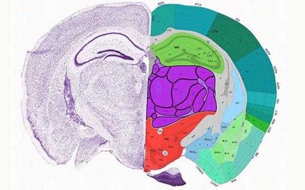 小鼠大脑的发育过程（小鼠大脑的发育过程图片）-图3