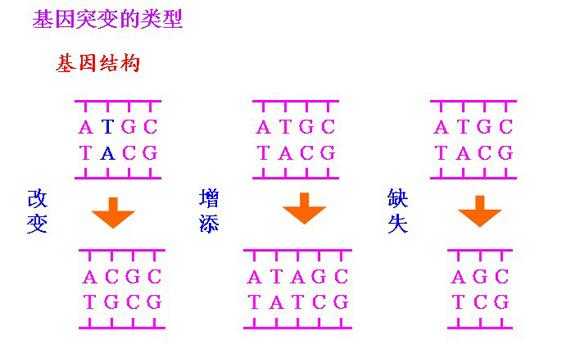 基因编码肽链过程（基因突变后,其编码的多肽链可能变长）-图2