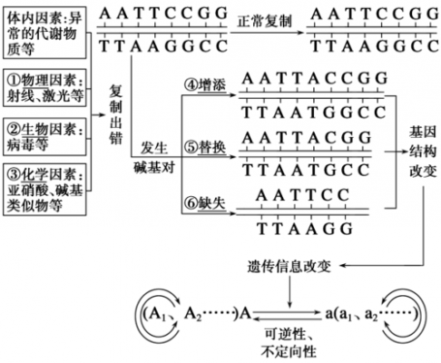 基因编码肽链过程（基因突变后,其编码的多肽链可能变长）-图1