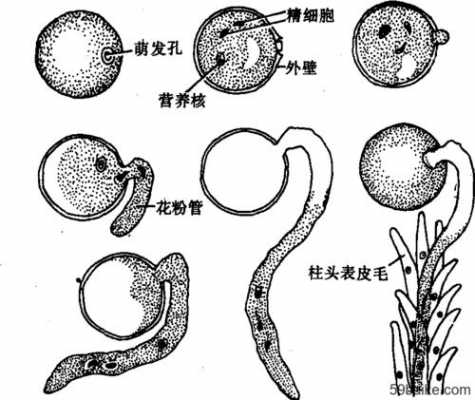 水稻花粉发育过程（水稻花粉发育过程图）-图1