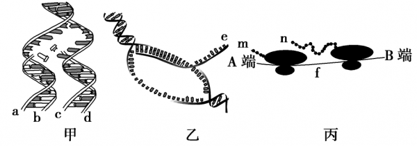 基因表达过程的书写（基因表达的过程包括什么和什么）-图2
