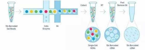 用PBS冲洗细胞过程（pbst洗细胞）-图3