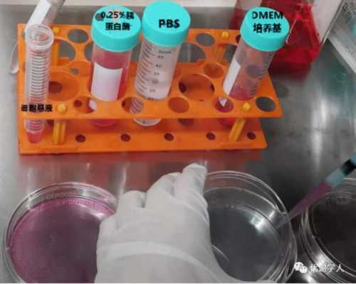 用PBS冲洗细胞过程（pbst洗细胞）-图2