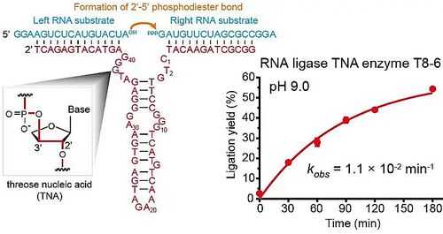 什么过程体现rna催化（催化rna形成的酶）-图1