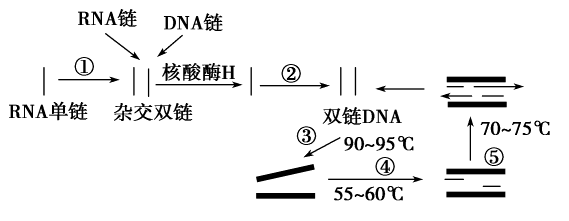 什么过程体现rna催化（催化rna形成的酶）-图3
