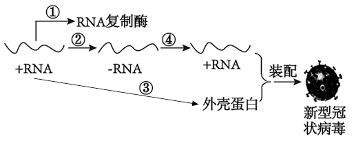 什么过程体现rna催化（催化rna形成的酶）-图2