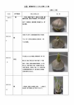 大蒜种植的过程图片（大蒜种植过程图片记录表）-图3