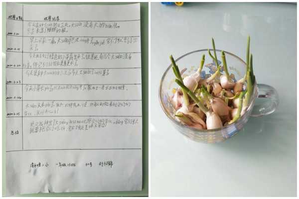 大蒜种植的过程图片（大蒜种植过程图片记录表）-图1