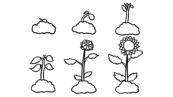 植物变化过程简易图（植物变化图片 简笔画）-图1