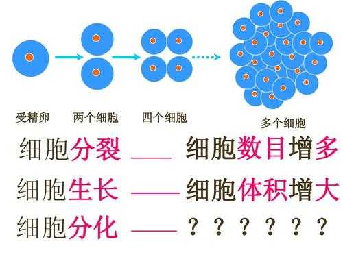 发育过程是细胞分化的过程（细胞发育阶段分为）-图1