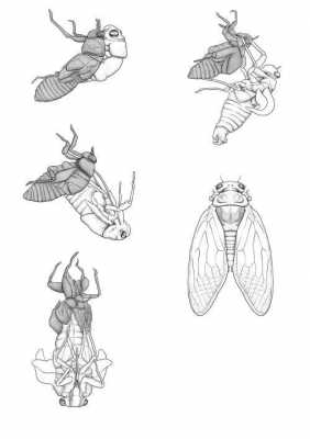 蝉进化过程简笔画（蝉的进化图）-图3