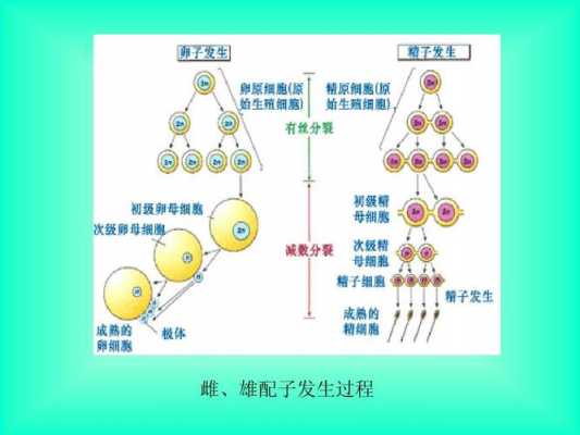 配子形成幼苗过程（配子形成过程ppt）-图3