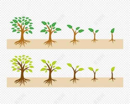大树起苗的过程（树苗成长大树过程视频）-图2