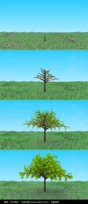 大树起苗的过程（树苗成长大树过程视频）-图1