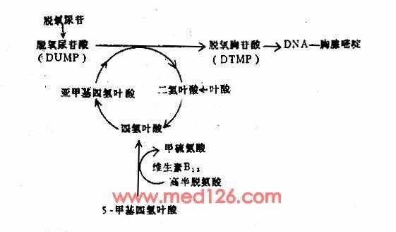 叶酸的合成过程（叶酸合成工艺研究）-图2