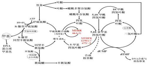 叶酸的合成过程（叶酸合成工艺研究）-图1