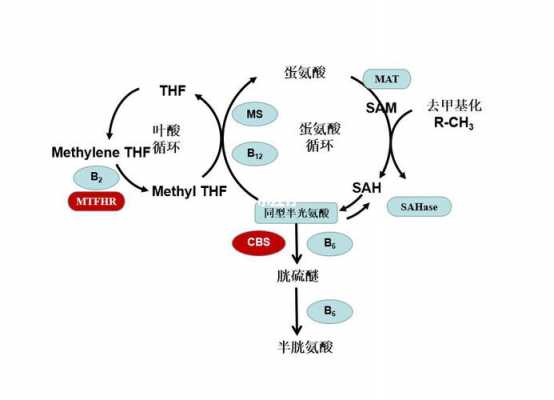 叶酸的合成过程（叶酸合成工艺研究）-图3
