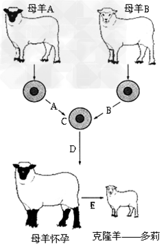 多利羊过程（多利羊的一生及子代）-图3