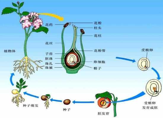被子植物开花过程（被子植物开花后,要完成两个重要过程才能结果）-图2