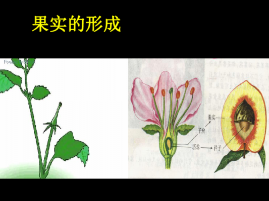 被子植物开花过程（被子植物开花后,要完成两个重要过程才能结果）-图3