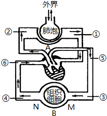 细胞交换氧气的过程（细胞器之间的气体交换）-图2