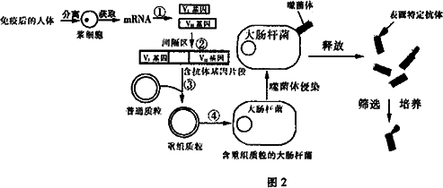 分离提纯抗体过程（分离提纯抗体过程图）-图3