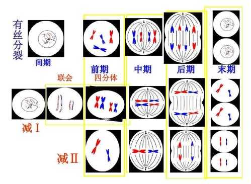 关于细胞的有丝分裂过程中的信息-图1