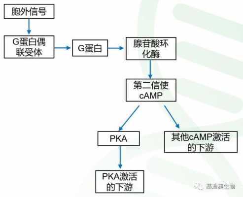 camp信号的转导过程（camp信号转导通路的机制）-图1
