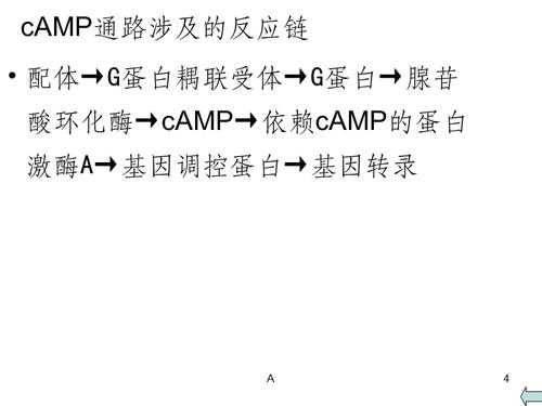 camp信号的转导过程（camp信号转导通路的机制）-图3