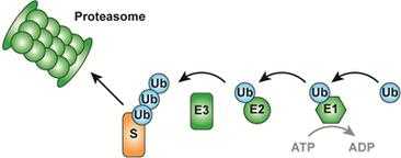 泛素化过程（泛素化过程的三种酶）-图3