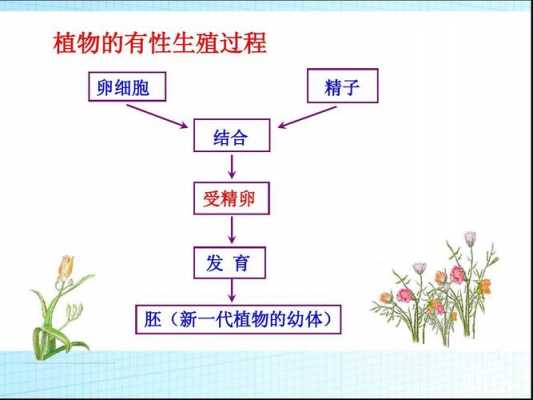 植物的有性生殖过程（植物的有性生殖过程包括哪些?）-图3