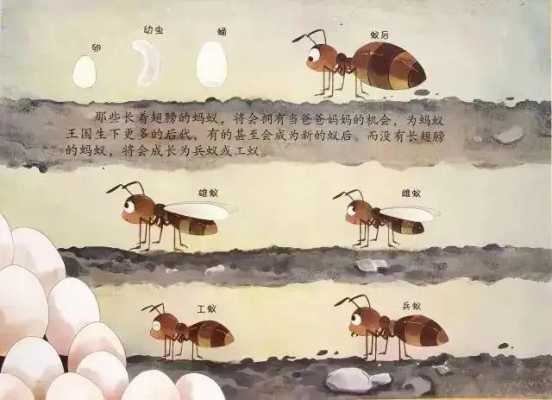 蚂蚁过程图片（蚂蚁的阶段）-图1