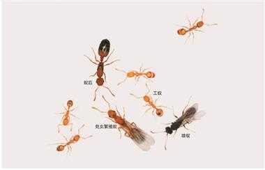 蚂蚁过程图片（蚂蚁的阶段）-图3