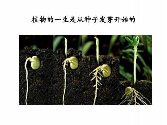 种子发芽的过程说明（说说种子发芽的过程）-图3