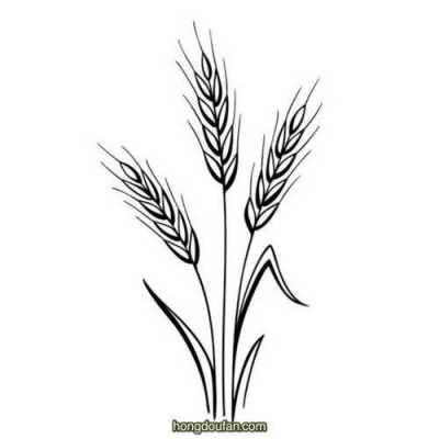 画麦子的过程（画麦子的过程怎么画）-图3