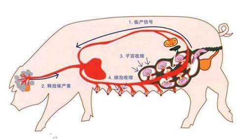 母猪产仔时的过程（母猪产仔流程图）-图2