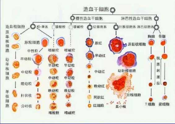 髓造血的过程（骨髓造血流程图）-图2